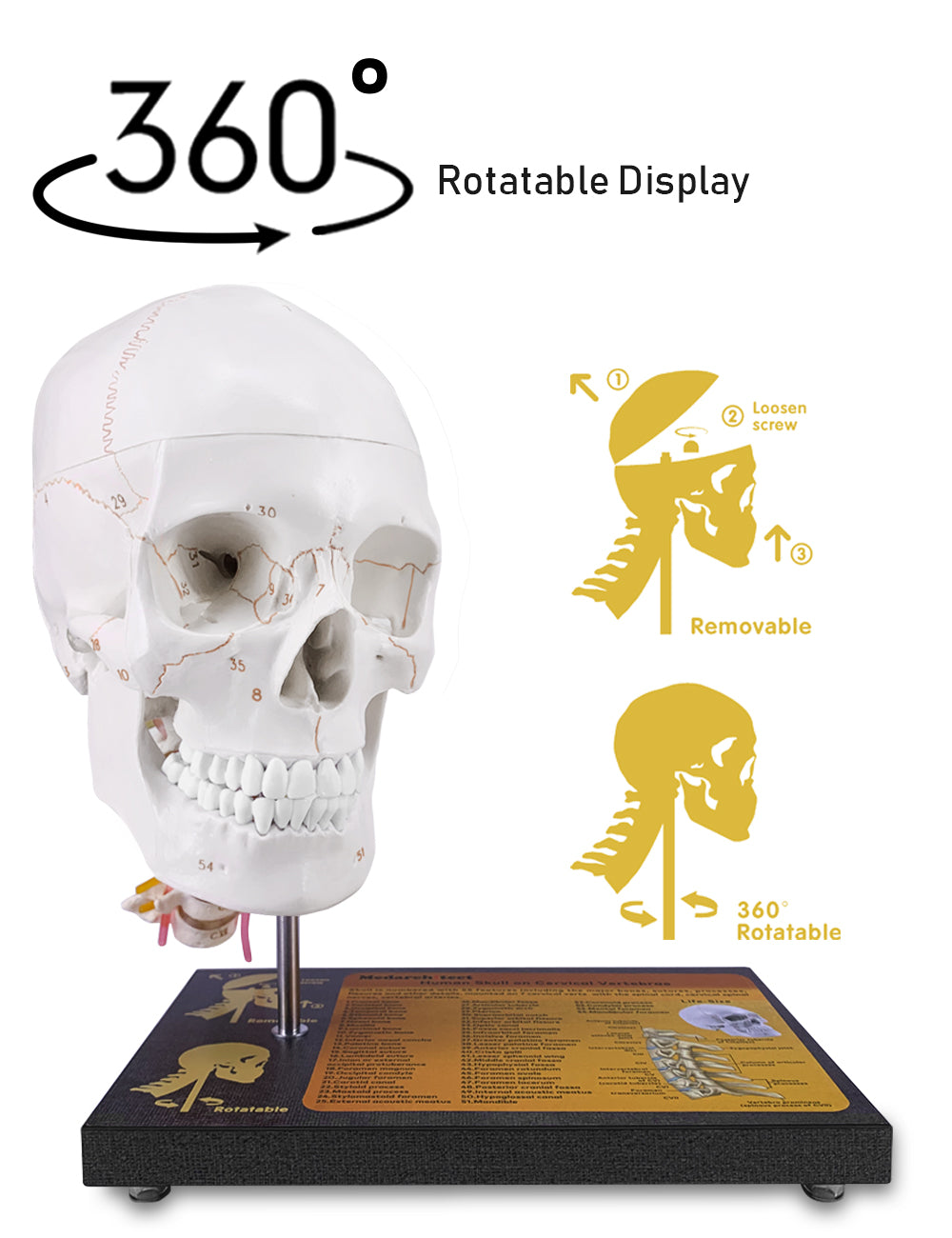360 Degree Rotatable Skull Model For Anatomy Demonstration