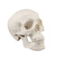 3D Human Skull Model For Anatomy Visualization And Study