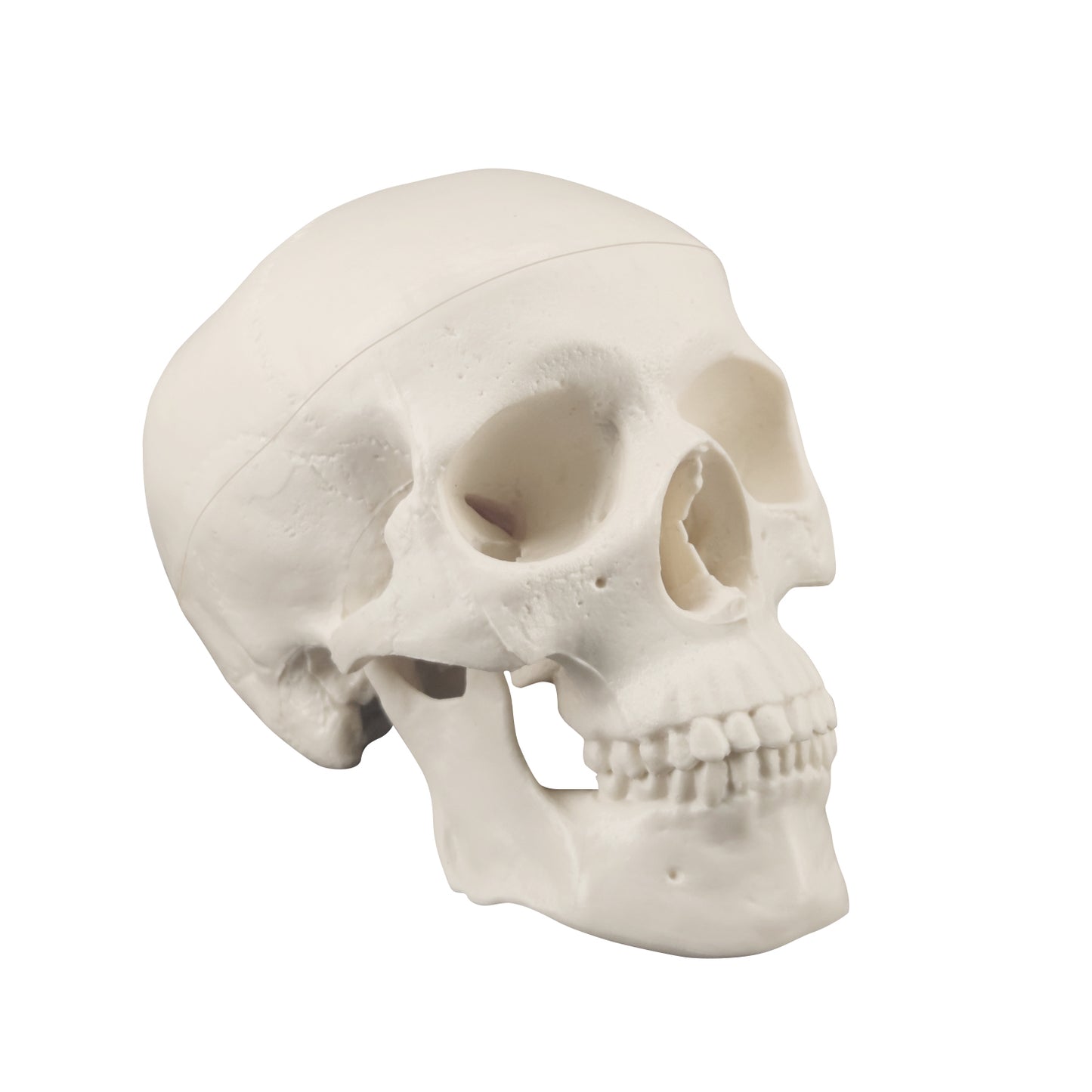3D Human Skull Model For Anatomy Visualization And Study