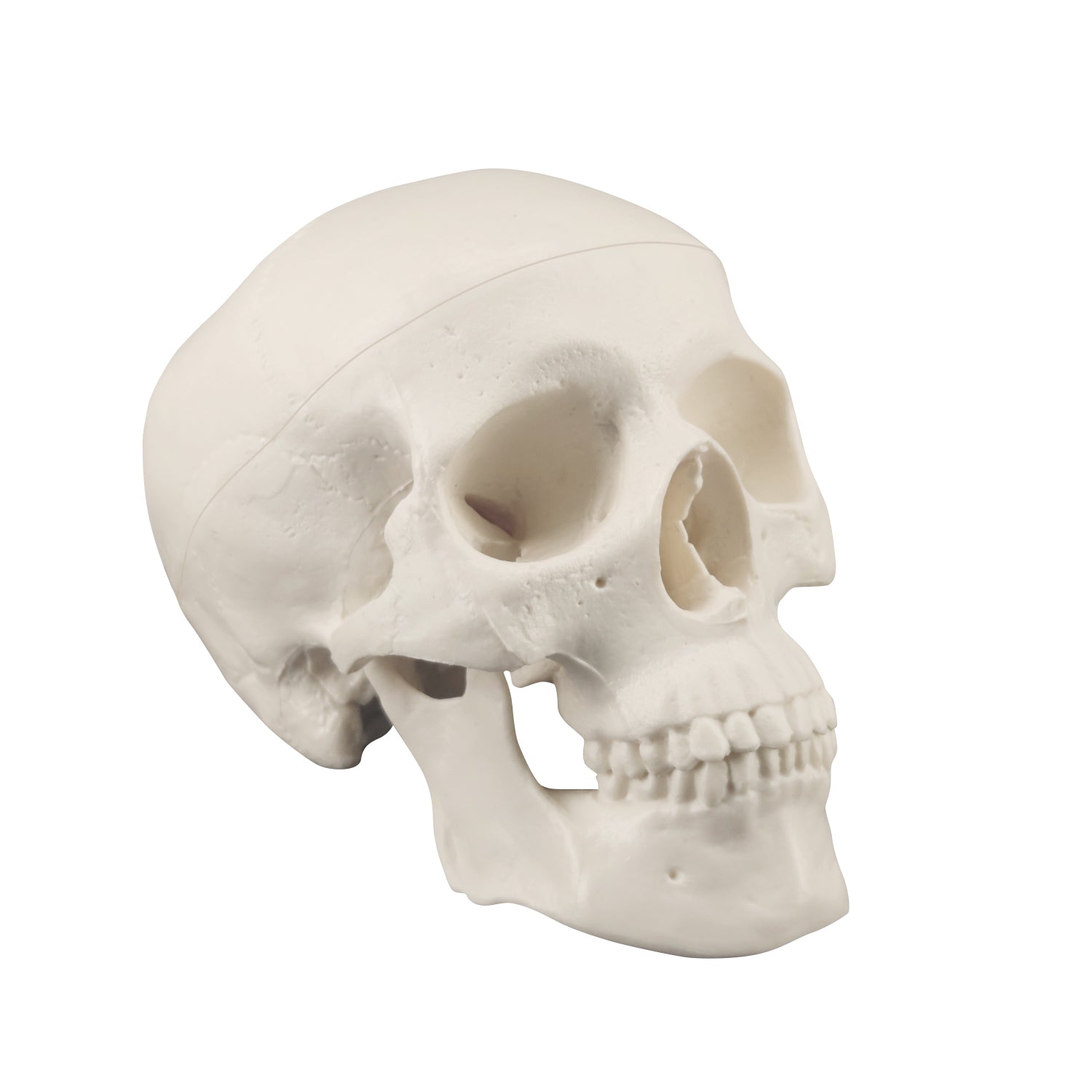 3D Human Skull Model For Anatomy Visualization And Study