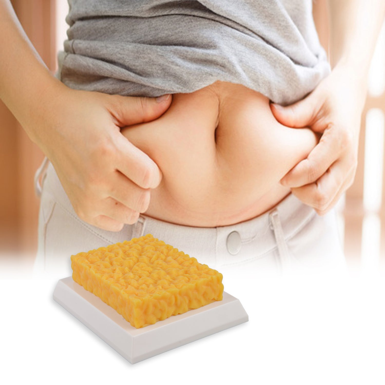 1lb Brick Fat Replica & 1lb Muscle Replica Set for Nutrition Courses Medical Science Classes Bodybuilding Boot Camps - [shop_medarchitect]