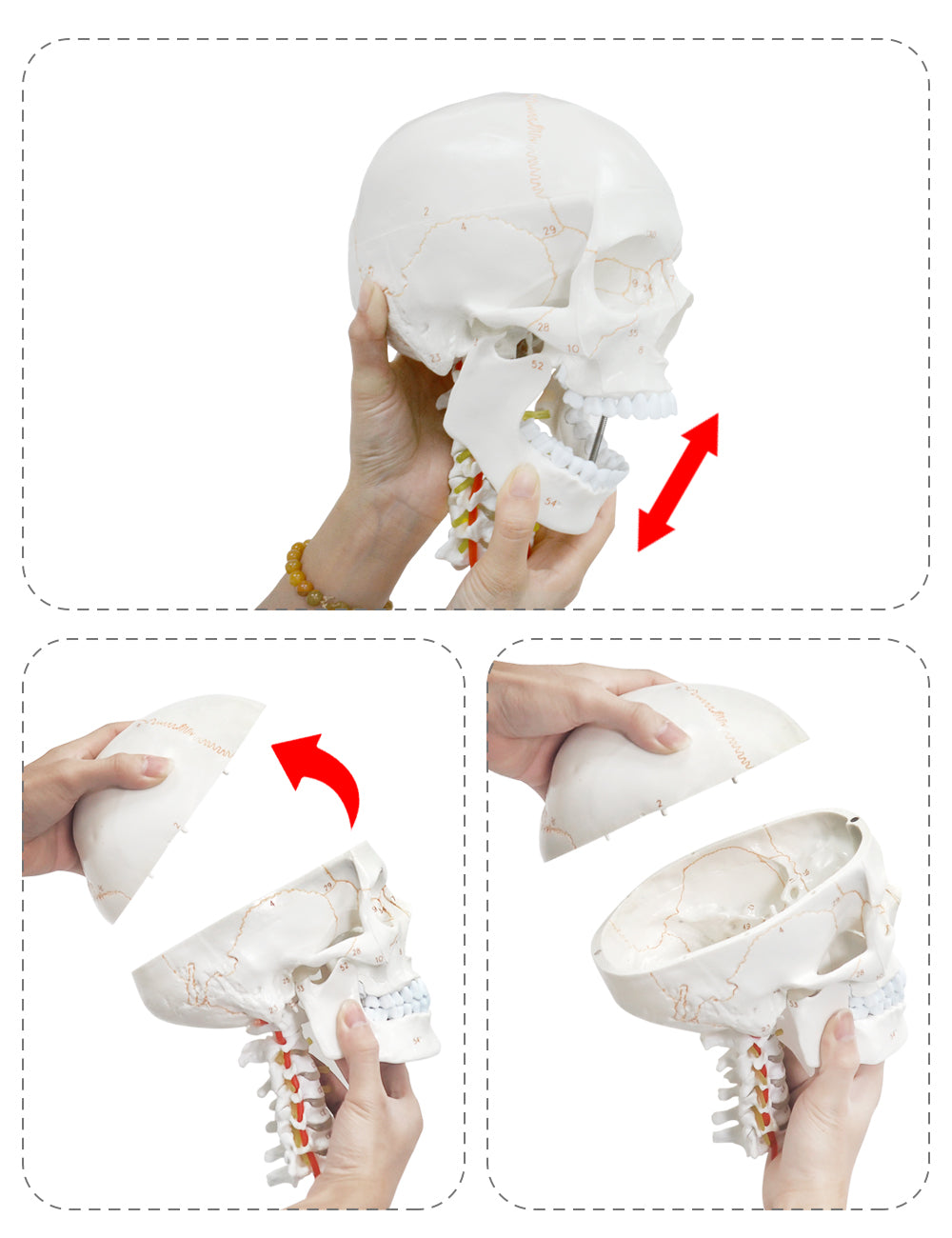 Detailed Skull Model Showing Cranial And Vertebral Structures