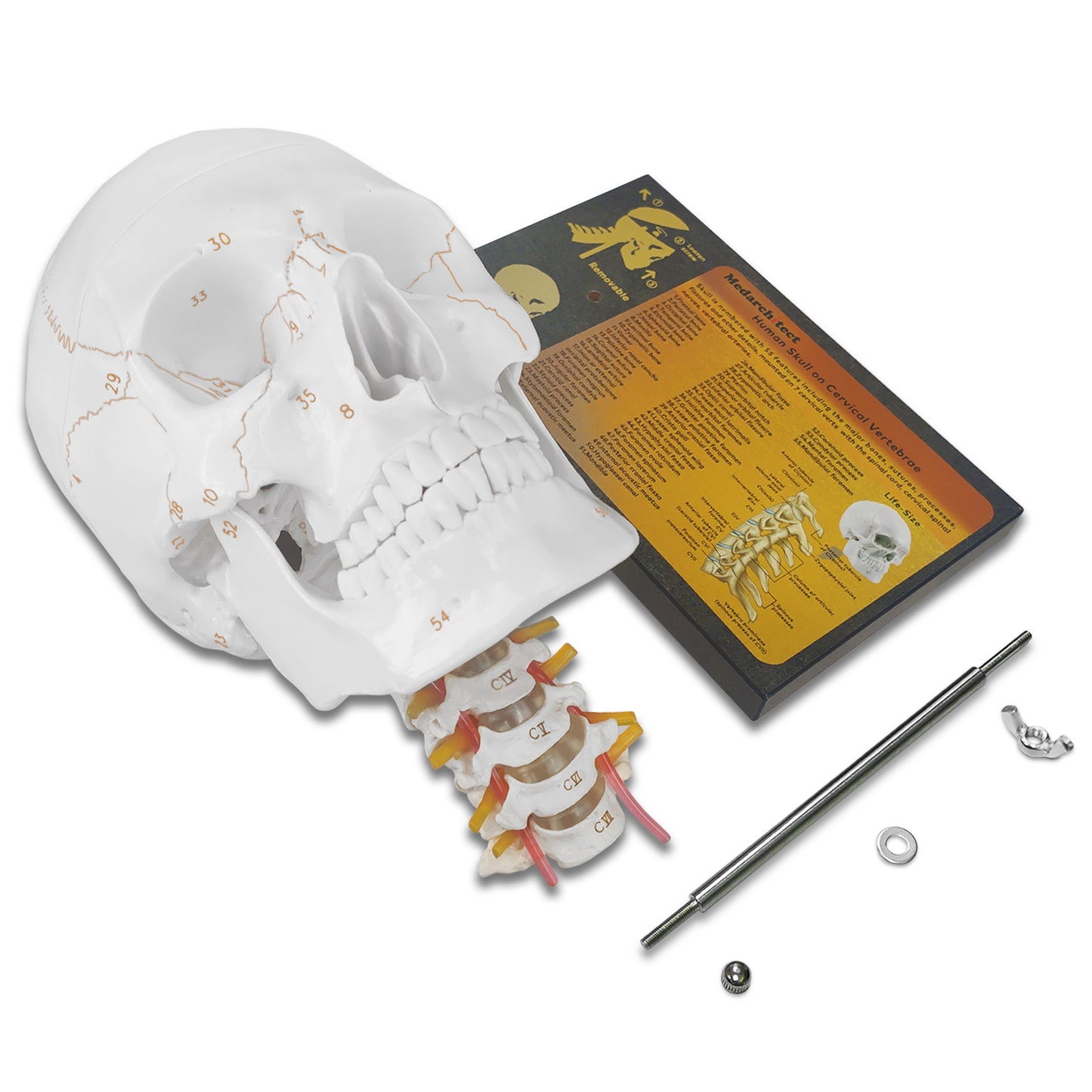 Educational Human Skull With Spine For Anatomy Training