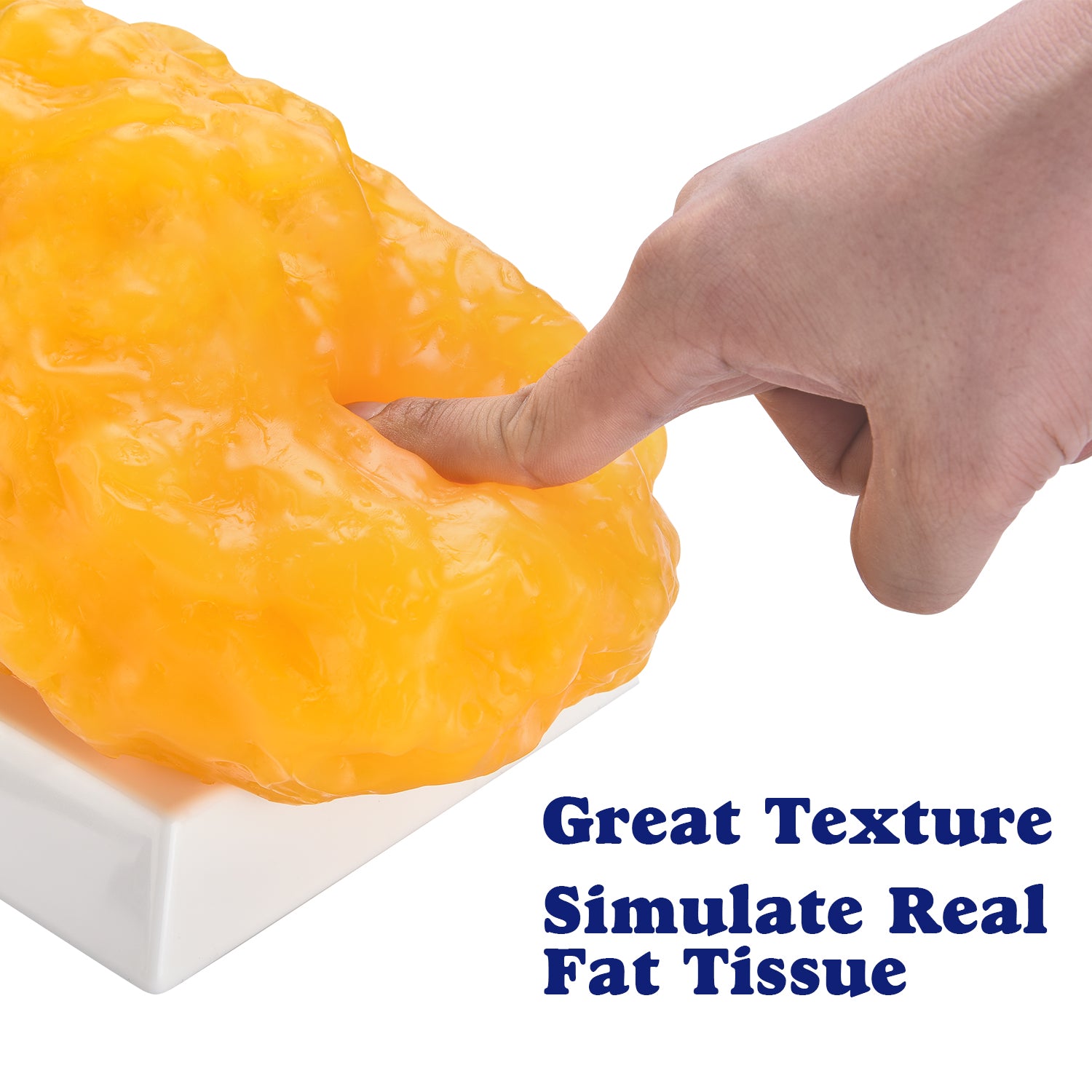 Five Pounds of Fat Model