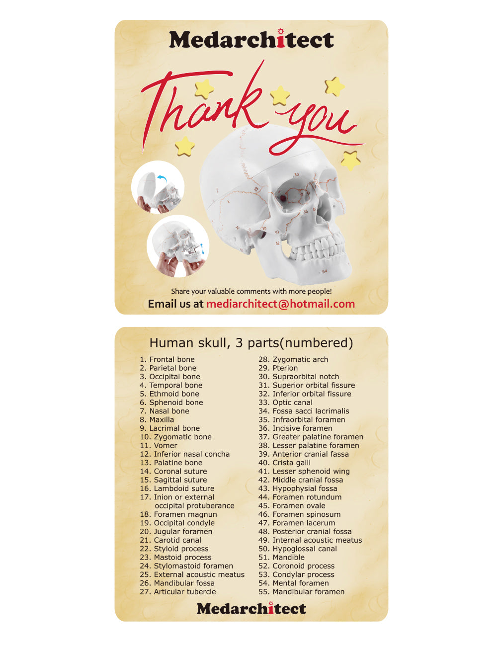 Human Skull Model With Reference Card And Labels