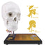 Human Skull Model With Spinal Anatomy On Wooden Base