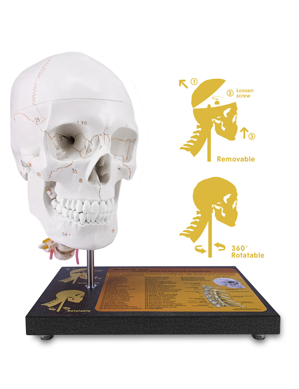 Human Skull Model With Spinal Anatomy On Wooden Base