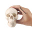 Medarchitect Mini Skull Model With Realistic Bone Texture