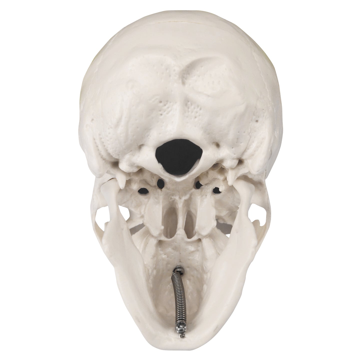 Mini Skull Model Displaying Accurate Foramina And Depressions