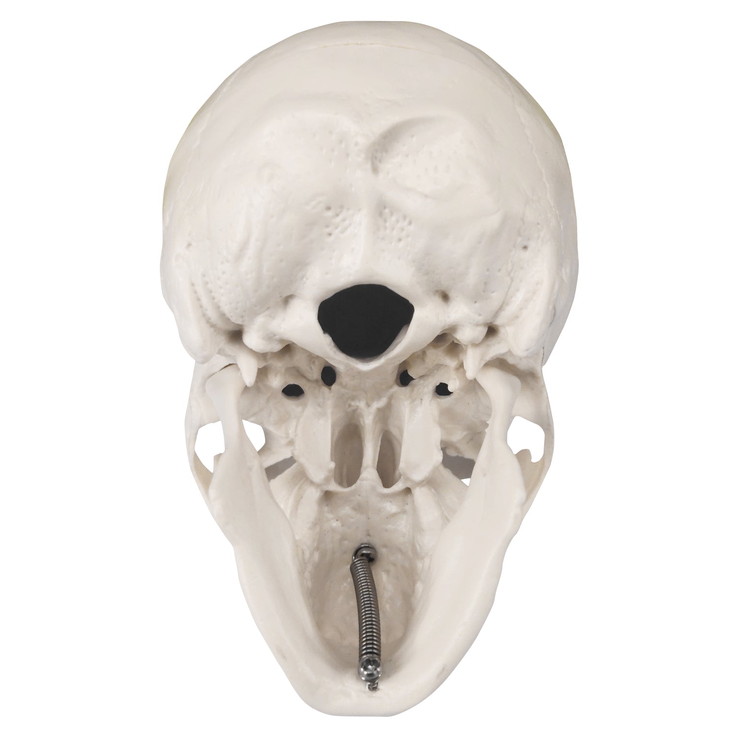 Mini Skull Model Displaying Accurate Foramina And Depressions