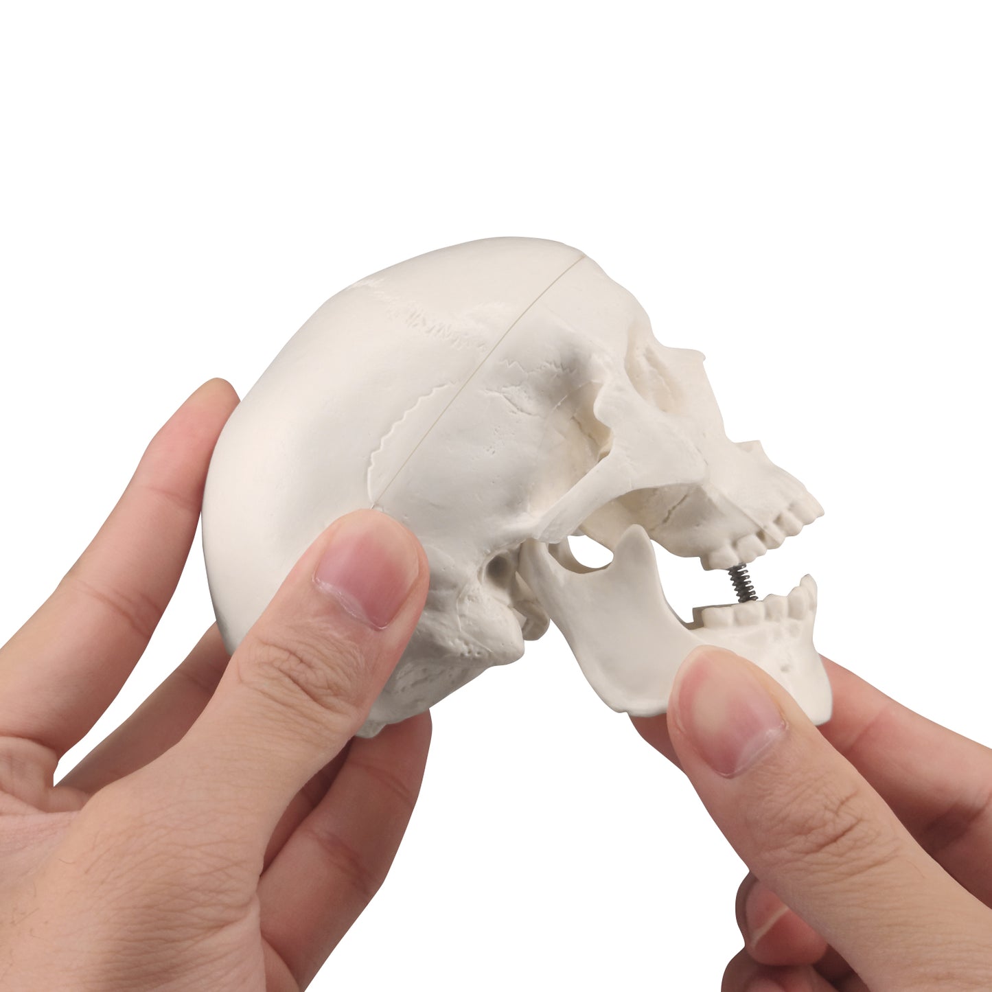 Mini Skull Model With Movable Jaw