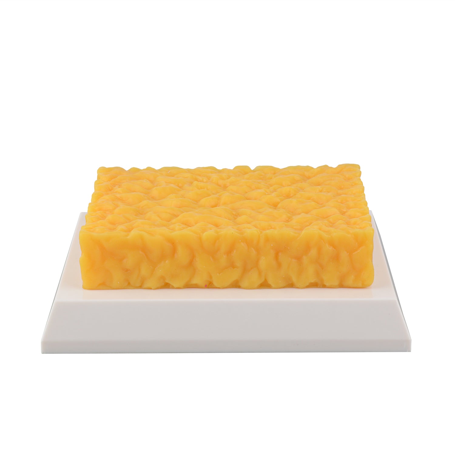 1lb Brick Fat Replica & 1lb Muscle Replica Set for Nutrition Courses Medical Science Classes Bodybuilding Boot Camps - [shop_medarchitect]