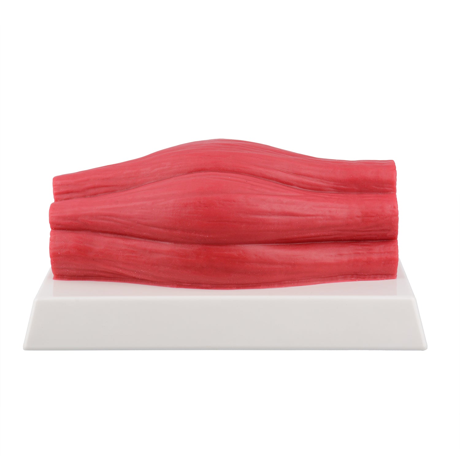 5lb Brick Fat Replica & 5lb Muscle Replica Set for Nutrition Courses Medical Science Classes Bodybuilding Boot Camps - [shop_medarchitect]