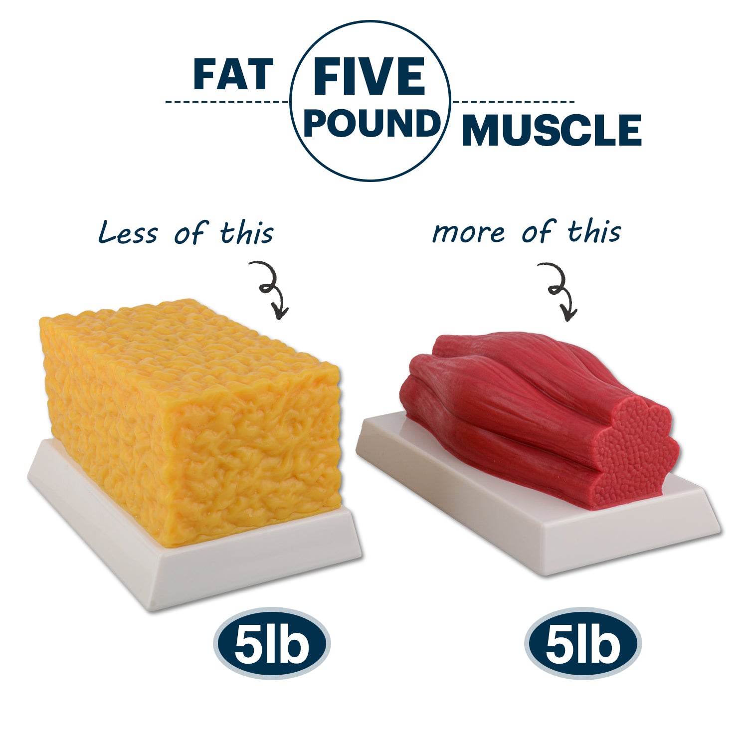 5lb Brick Fat Replica & 5lb Muscle Replica Set for Nutrition Courses Medical Science Classes Bodybuilding Boot Camps - [shop_medarchitect]