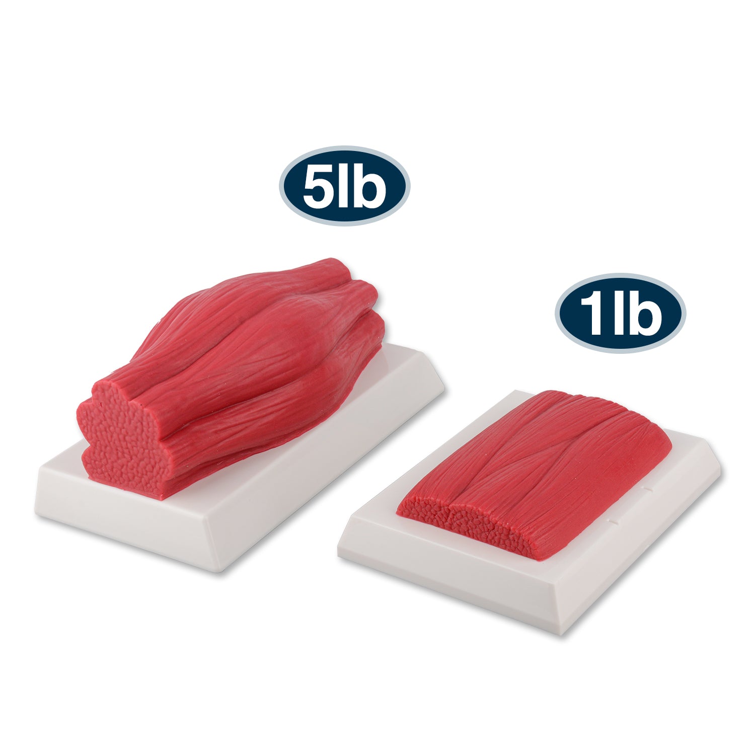 5lb Brick Fat Replica & 5lb Muscle Replica Set for Nutrition Courses Medical Science Classes Bodybuilding Boot Camps - [shop_medarchitect]