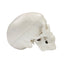 Removable Cranial Cap And Base On Mini Skull Model