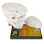 Skull Model For Classroom Or Clinical Demonstration Use