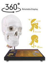 Load image into Gallery viewer, 360°Rotatable Upgraded Life Size Human Skull on Cervical Vertebrae Anatomical Model with Spinal Nerves and Arteries with Newest Laser-Etched Fonts for Medical Students