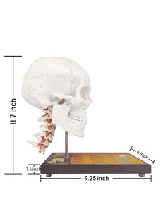 360°Rotatable Upgraded Life Size Human Skull on Cervical Vertebrae Anatomical Model with Spinal Nerves and Arteries with Newest Laser-Etched Fonts for Medical Students - [shop_medarchitect]
