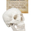 Student Using Skull Model With Color-Coded Reference Card