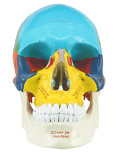 Load image into Gallery viewer, Upgraded Life Size Human Colored Head Skull Anatomical Model with Newest Laser-Etched Fonts and Skull Diagram Mouse Pad for Medical Student Human Anatomy Study Course