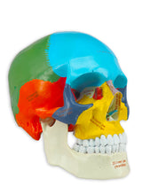 Load image into Gallery viewer, Upgraded Life Size Human Colored Head Skull Anatomical Model with Newest Laser-Etched Fonts and Skull Diagram Mouse Pad for Medical Student Human Anatomy Study Course