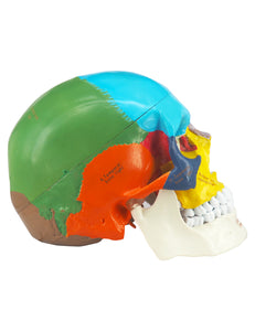 Upgraded Life Size Human Colored Head Skull Anatomical Model with Newest Laser-Etched Fonts and Skull Diagram Mouse Pad for Medical Student Human Anatomy Study Course - [shop_medarchitect]