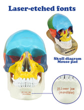 Load image into Gallery viewer, Upgraded Life Size Human Colored Head Skull Anatomical Model with Newest Laser-Etched Fonts and Skull Diagram Mouse Pad for Medical Student Human Anatomy Study Course - [shop_medarchitect]