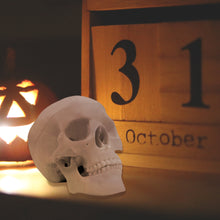 Indlæs billede til gallerivisning Halloween Skulls Mini Skull Model Small Size Human Anatomy Skull Model with Moving Jaw and Articulated Mandible - [shop_medarchitect]