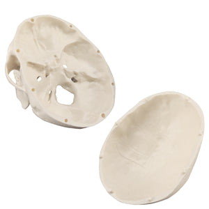 Halloween Skulls Mini Skull Model Small Size Human Anatomy Skull Model with Moving Jaw and Articulated Mandible