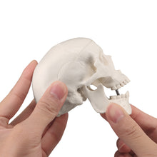 Indlæs billede til gallerivisning Halloween Skulls Mini Skull Model Small Size Human Anatomy Skull Model with Moving Jaw and Articulated Mandible - [shop_medarchitect]