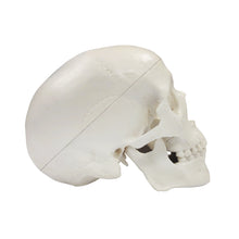 Załaduj obraz do przeglądarki galerii, Halloween Skulls Mini Skull Model Small Size Human Anatomy Skull Model with Moving Jaw and Articulated Mandible - [shop_medarchitect]