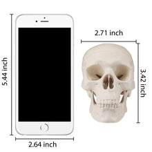 Load image into Gallery viewer, Halloween Skulls Mini Skull Model Small Size Human Anatomy Skull Model with Moving Jaw and Articulated Mandible