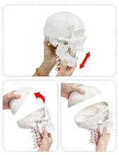 Load image into Gallery viewer, 360°Rotatable Upgraded Life Size Human Skull on Cervical Vertebrae Anatomical Model with Spinal Nerves and Arteries with Newest Laser-Etched Fonts for Medical Students