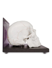 Carica l&#39;immagine nel visualizzatore di Gallery, Life Size Human Head Skull Anatomical Model with Newest Laser-Etched Fonts &amp; Base - [shop_medarchitect]