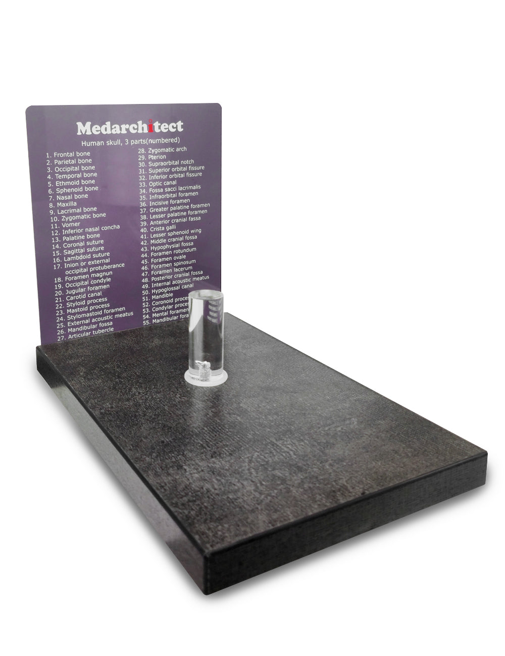 Life Size Human Head Skull Anatomical Model with Newest Laser-Etched Fonts & Base - [shop_medarchitect]