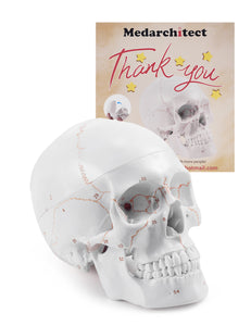 Upgraded Life Size Human Head Skull Anatomical Model with Newest Laser-Etched Fonts Not Hand Write Number, Not Smudged for Medical Student Human Anatomy Study Course - [shop_medarchitect]
