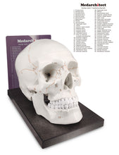 Load image into Gallery viewer, Life Size Human Head Skull Anatomical Model with Newest Laser-Etched Fonts &amp; Base - [shop_medarchitect]