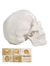 Carica l&#39;immagine nel visualizzatore di Gallery, Life Size 3-Part Human White Anatomy Skull Model for Medical Student Human Anatomy Study Course - [shop_medarchitect]