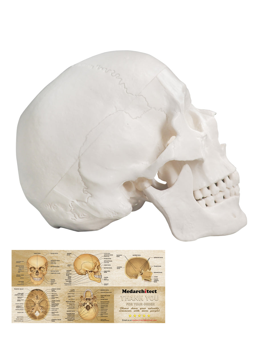 Upgraded Life Size Human Head Skull Anatomical Model With Newest Laser Etched Fonts Not Hand Write Number Not Smudged For Medical Student Human Anatomy Study Course