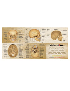 Life Size 3-Part Human White Anatomy Skull Model for Medical Student Human Anatomy Study Course - [shop_medarchitect]