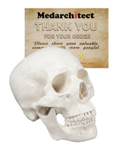 Load image into Gallery viewer, Life Size 3-Part Human White Anatomy Skull Model for Medical Student Human Anatomy Study Course