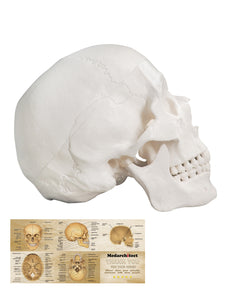 Life Size 3-Part Human White Anatomy Skull Model for Medical Student Human Anatomy Study Course